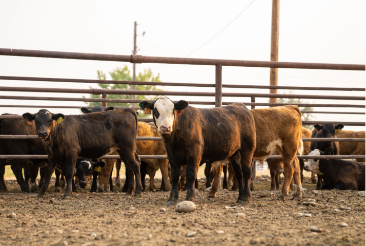 stocker calves